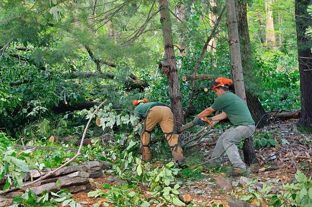 Professional Tree Service in Langdon, ND